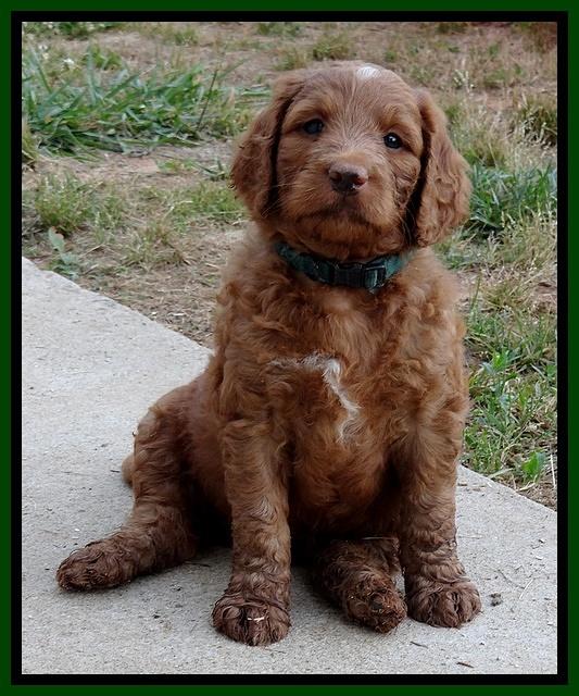 Dulcie Ruler pups 6 wks old 181