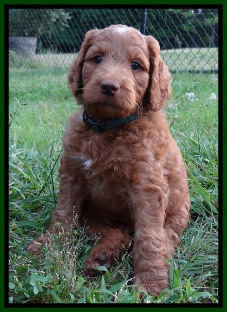 Dulcie Ruler pups 7 weeks old 51