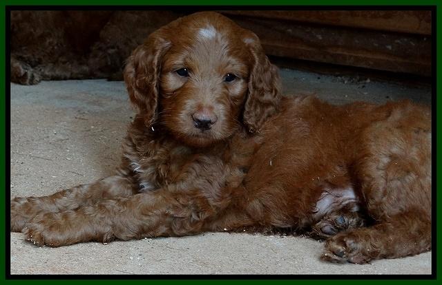 Dulcie Ruler pups 7 weeks old 81