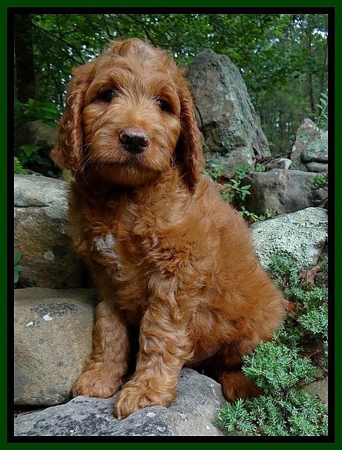 Dulcie Ruler pups 8 weeks old 1200