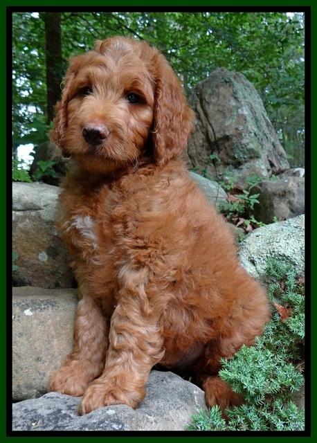 Dulcie Ruler pups 8 weeks old 4200
