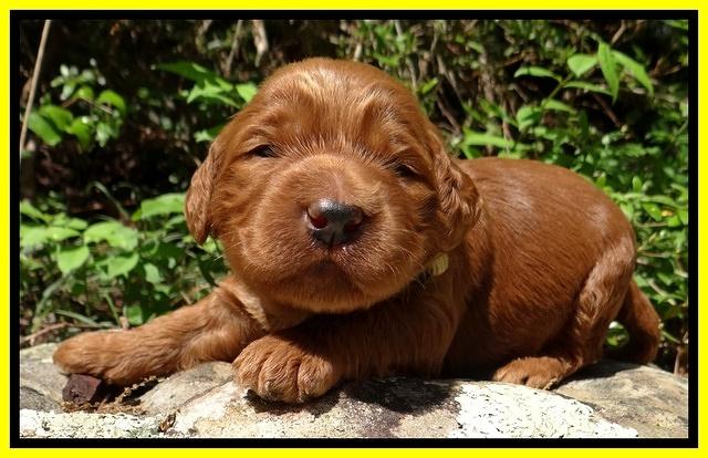 Dulcie Ruler pups 2 wks old 151