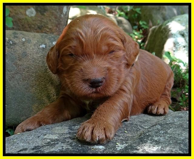 Dulcie Ruler pups 2 wks old 181