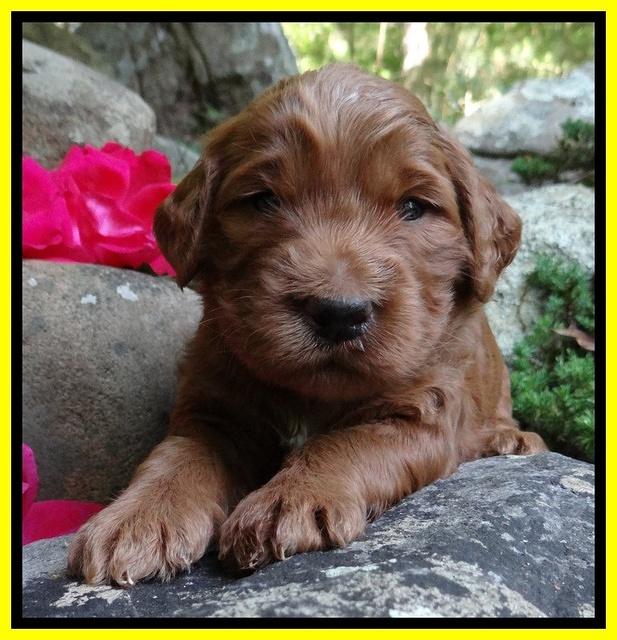 Dulcie Ruler pups 3 wks old 131