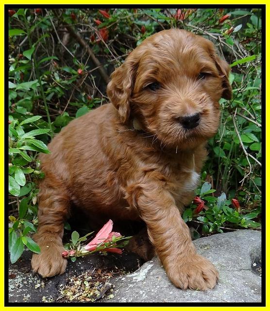 Dulcie Ruler pups 4 wks old 111