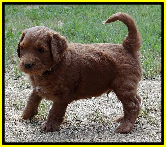 Dulcie Ruler pups 5 weeks old 221