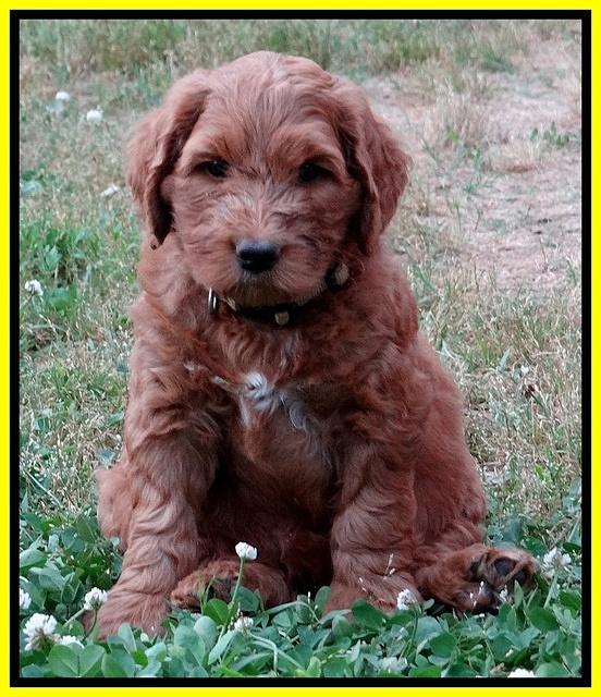 Dulcie Ruler pups 6 wks old 191