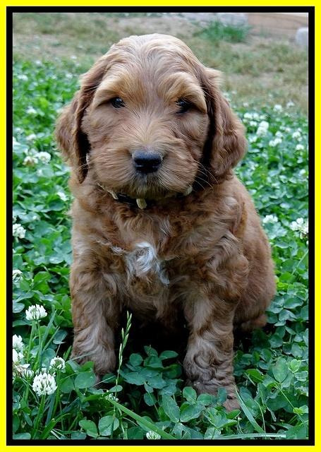 Dulcie Ruler pups 6 wks old 221