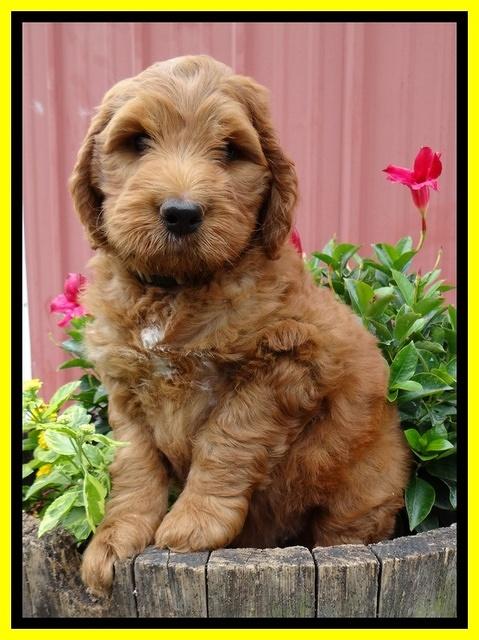 Dulcie Ruler pups 7 weeks old 111