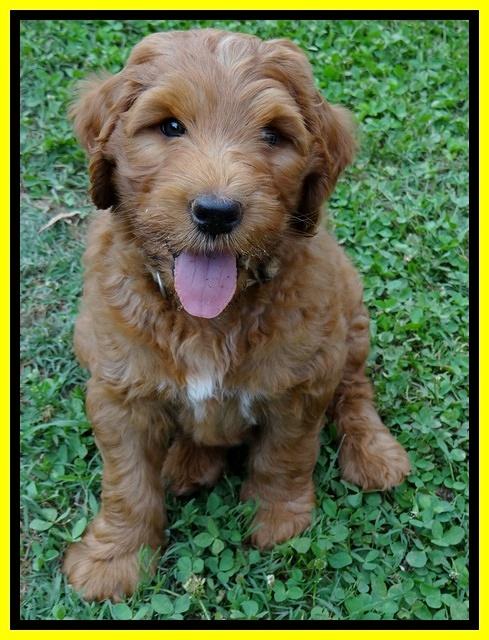 Dulcie Ruler pups 7 weeks old 231