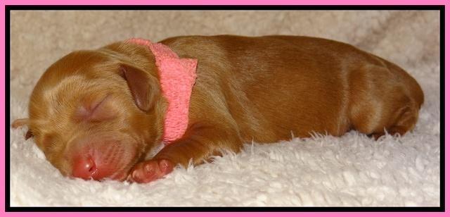 Dulcie Ruler pups 1 day old 101