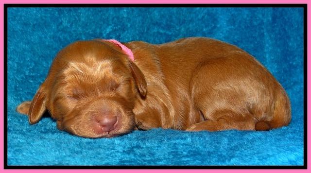 Dulcie Ruler pups 1 wk old 141