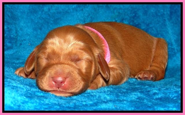 Dulcie Ruler pups 1 wk old 151