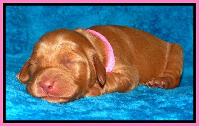 Dulcie Ruler pups 1 wk old 161