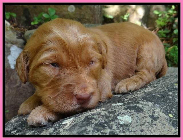 Dulcie Ruler pups 2 wks old 221