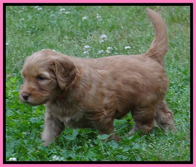 Dulcie Ruler pups 5 weeks old 281