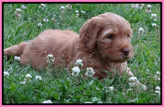 Dulcie Ruler pups 6 wks old 271