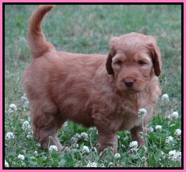 Dulcie Ruler pups 6 wks old 281