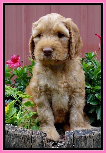 Dulcie Ruler pups 7 weeks old 271