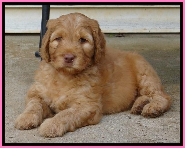Dulcie Ruler pups 7 weeks old 311