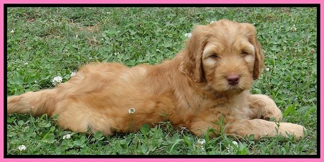 Dulcie Ruler pups 7 weeks old 321