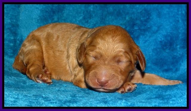 Dulcie Ruler pups 1 wk old 191