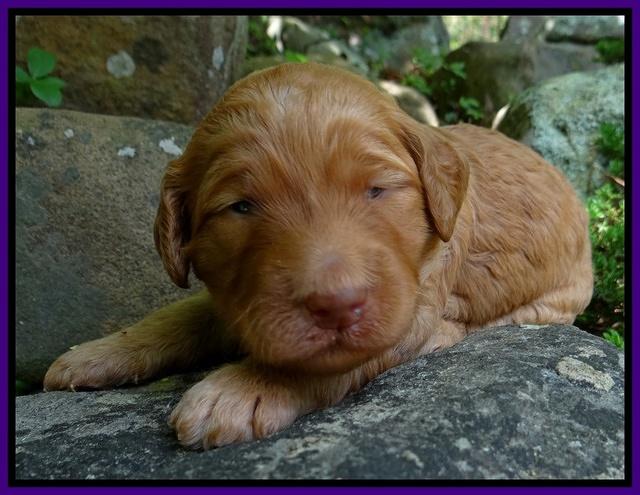 Dulcie Ruler pups 2 wks old 241