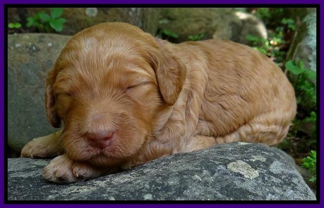 Dulcie Ruler pups 2 wks old 251