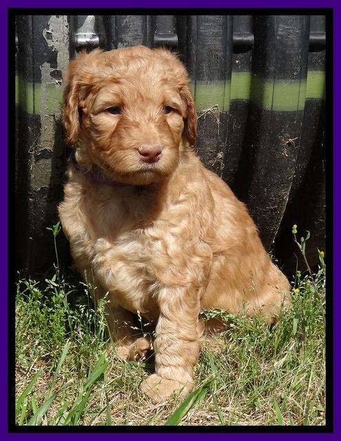Dulcie Ruler pups 5 weeks old 331