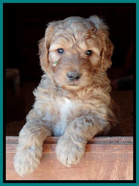 Dulcie Ruler pups 5 weeks old 341