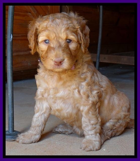 Dulcie Ruler pups 5 weeks old 361