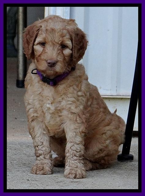 Dulcie Ruler pups 6 wks old 351