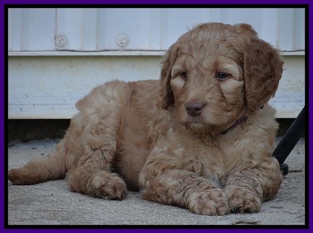 Dulcie Ruler pups 6 wks old 361