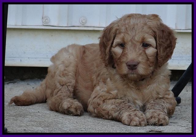 Dulcie Ruler pups 6 wks old 371