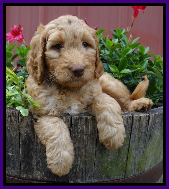 Dulcie Ruler pups 7 weeks old 361