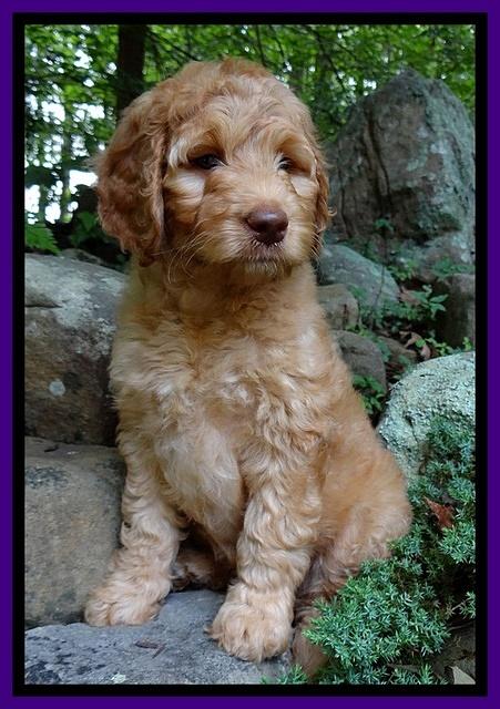 Dulcie Ruler pups 8 wks old 31