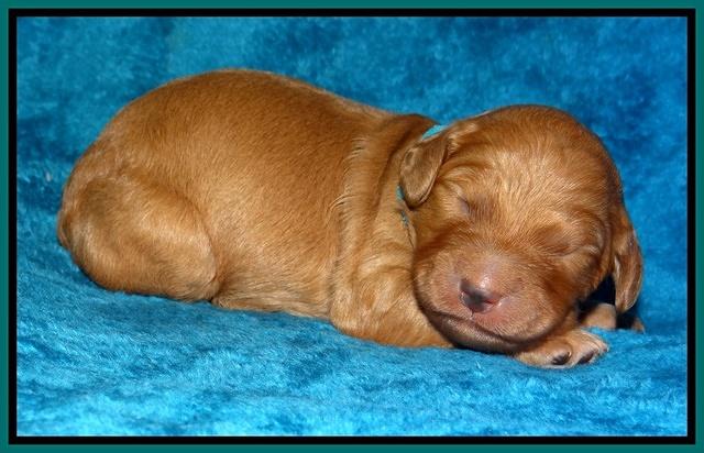 Dulcie Ruler pups 1 wk old 201