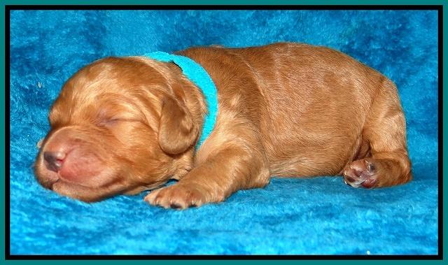 Dulcie Ruler pups 1 wk old 211
