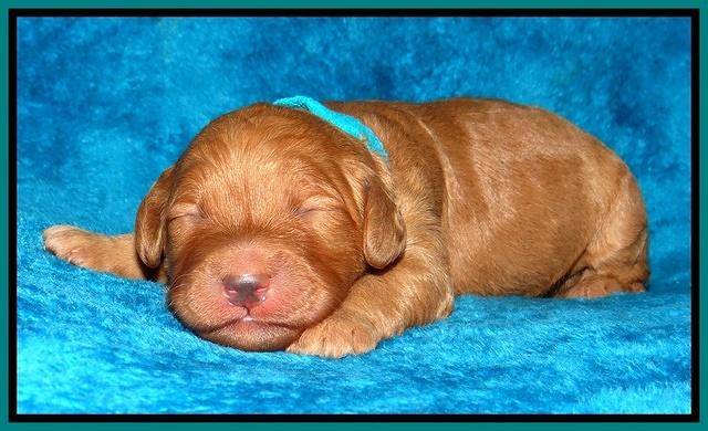 Dulcie Ruler pups 1 wk old 221