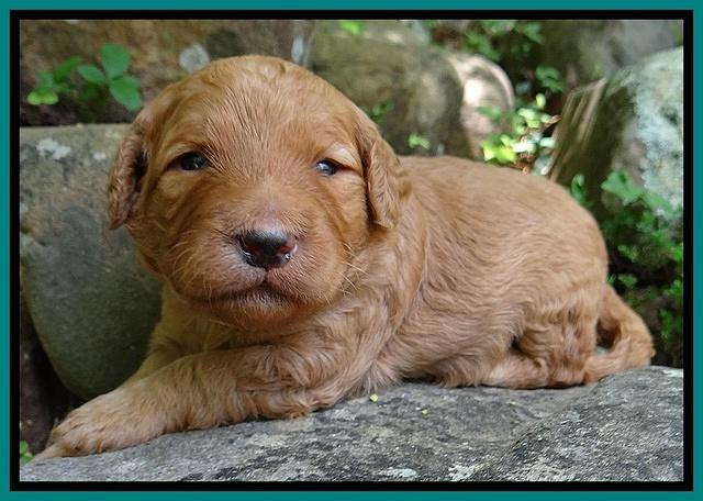 Dulcie Ruler pups 2 wks old 281