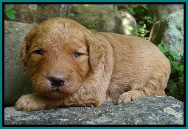 Dulcie Ruler pups 2 wks old 291