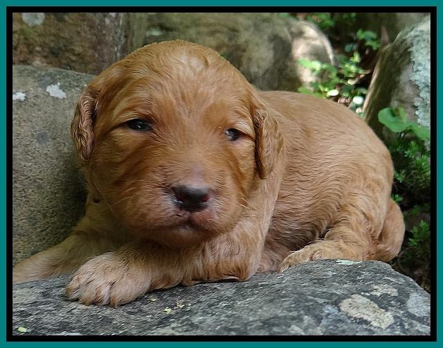 Dulcie Ruler pups 2 wks old 301