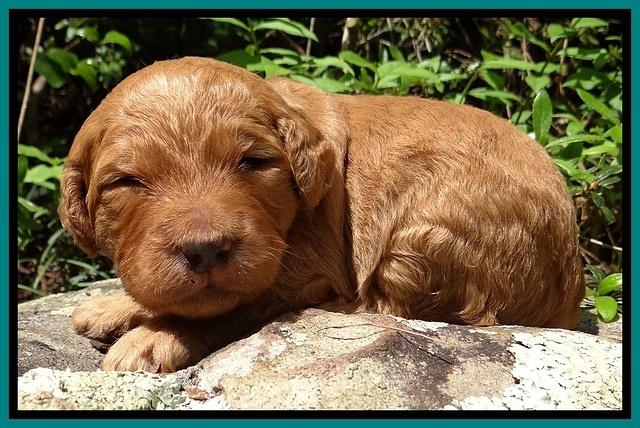 Dulcie Ruler pups 2 wks old 311