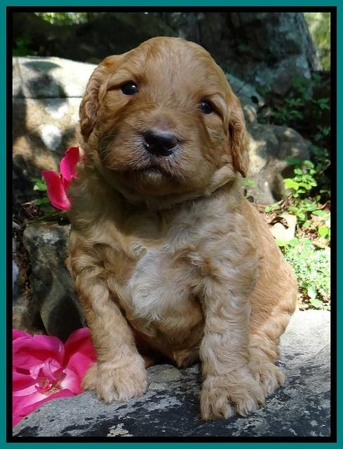 Dulcie Ruler pups 3 wks old 231