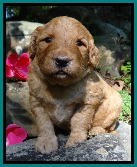 Dulcie Ruler pups 3 wks old 251