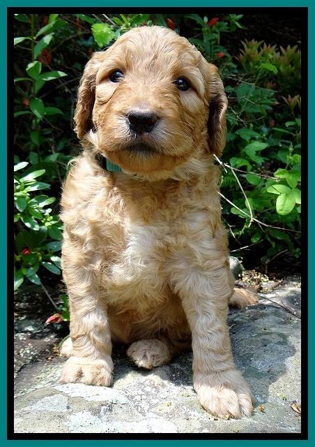 Dulcie Ruler pups 4 wks old 201