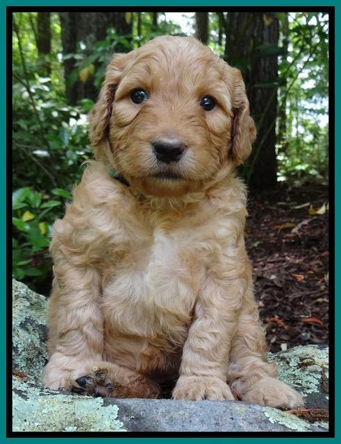 Dulcie Ruler pups 4 wks old 221