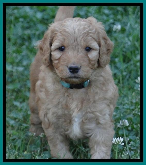 Dulcie Ruler pups 5 weeks old 371