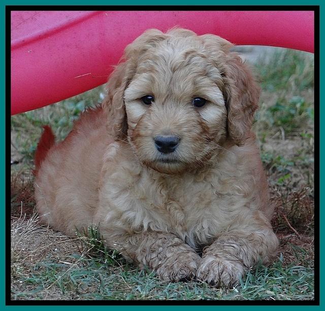 Dulcie Ruler pups 6 wks old 381