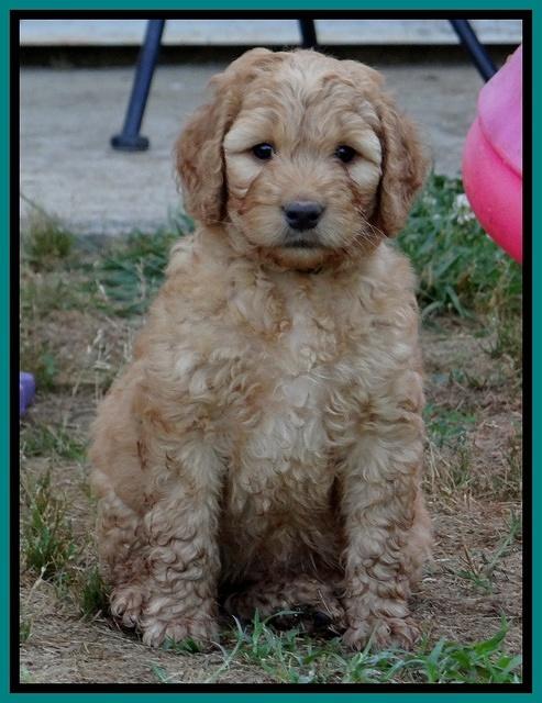 Dulcie Ruler pups 6 wks old 391